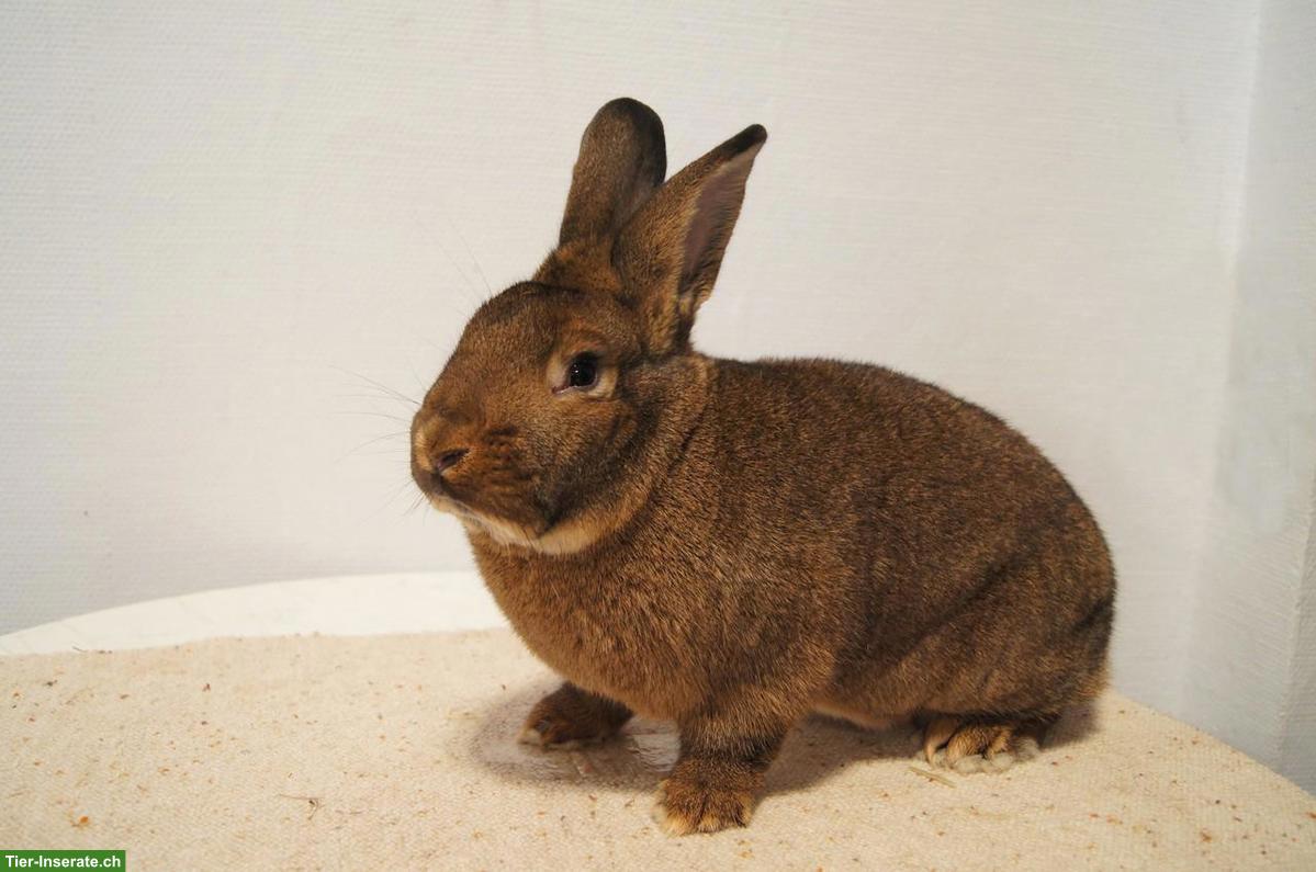 Junge Graue Wiener Kaninchen