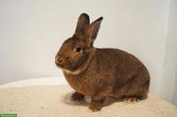 Junge Graue Wiener Kaninchen