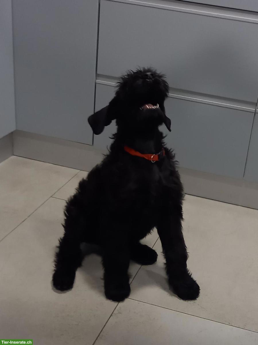 Bild 2: Riesenschnauzer schwarz mit Ahnentafel, House Black & White