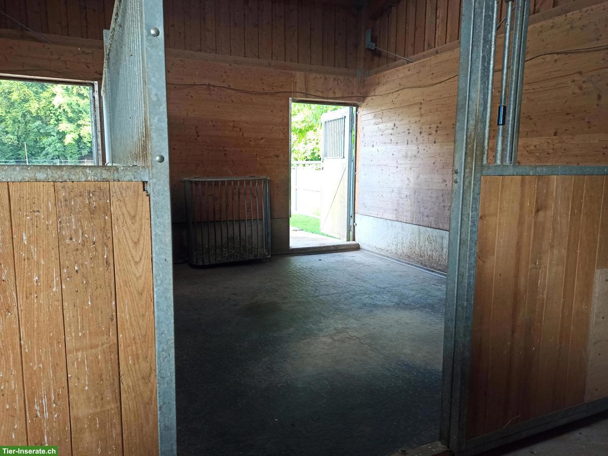 Bild 4: 2 grosse Auslaufboxen mit direktem Weidezugang, Veltheim AG