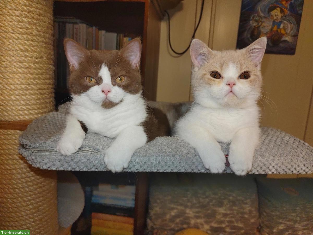 BKH Kitten, Kätzchen creme weiss vom Züchter mit Stammbaum