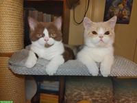 BKH Kitten, Kätzchen creme weiss vom Züchter mit Stammbaum