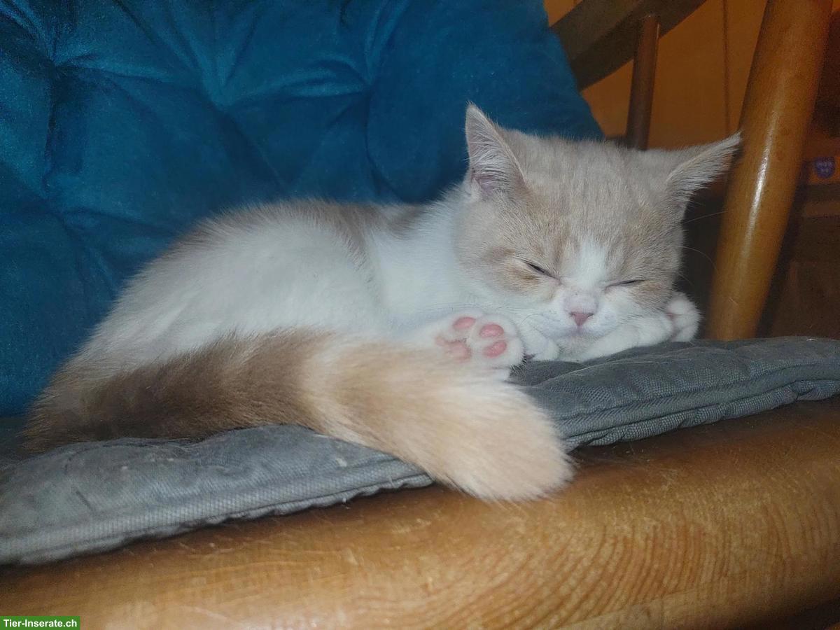 Bild 3: BKH Kitten, Kätzchen creme weiss vom Züchter mit Stammbaum