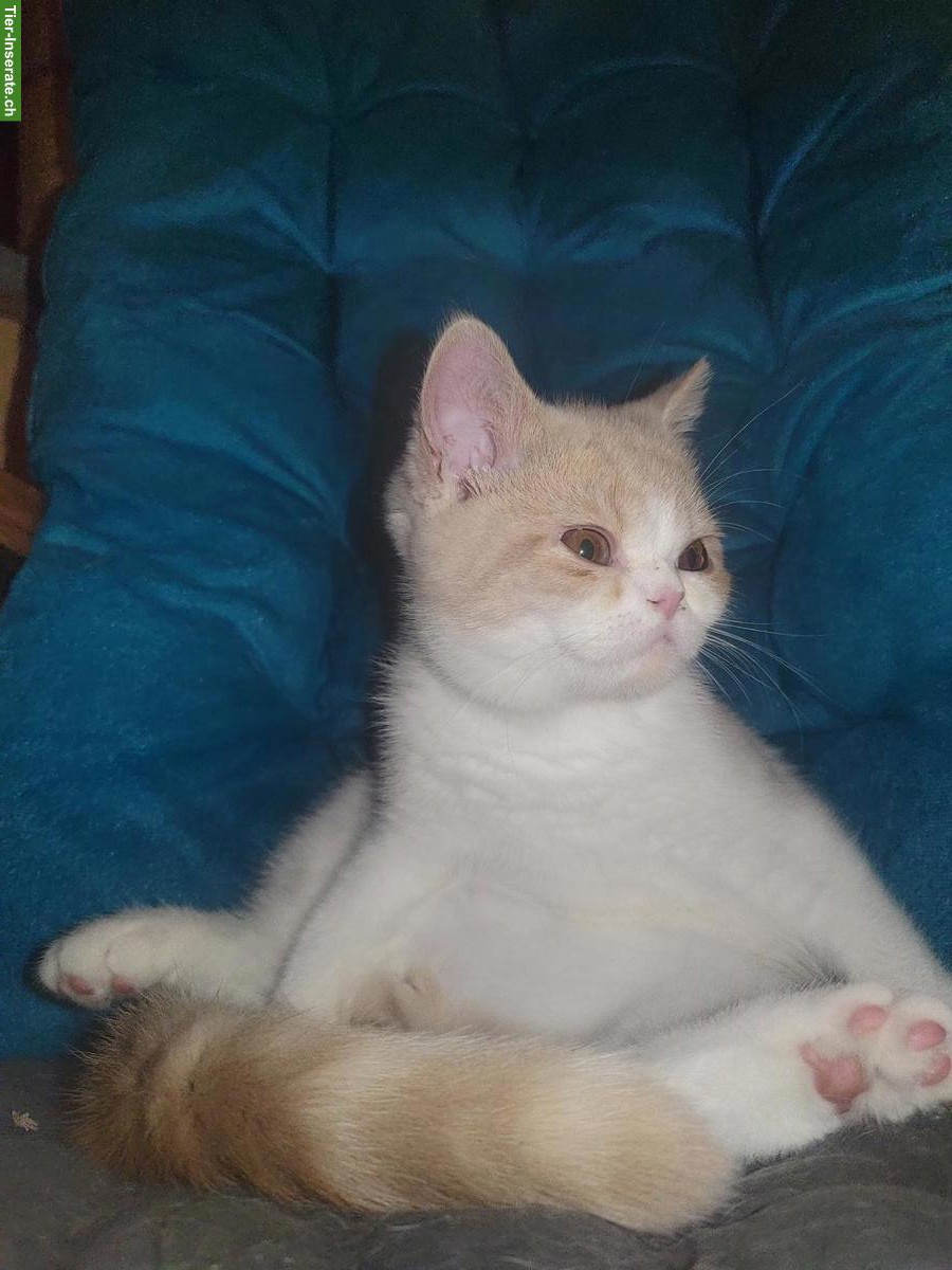 Bild 4: BKH Kitten, Kätzchen creme weiss vom Züchter mit Stammbaum