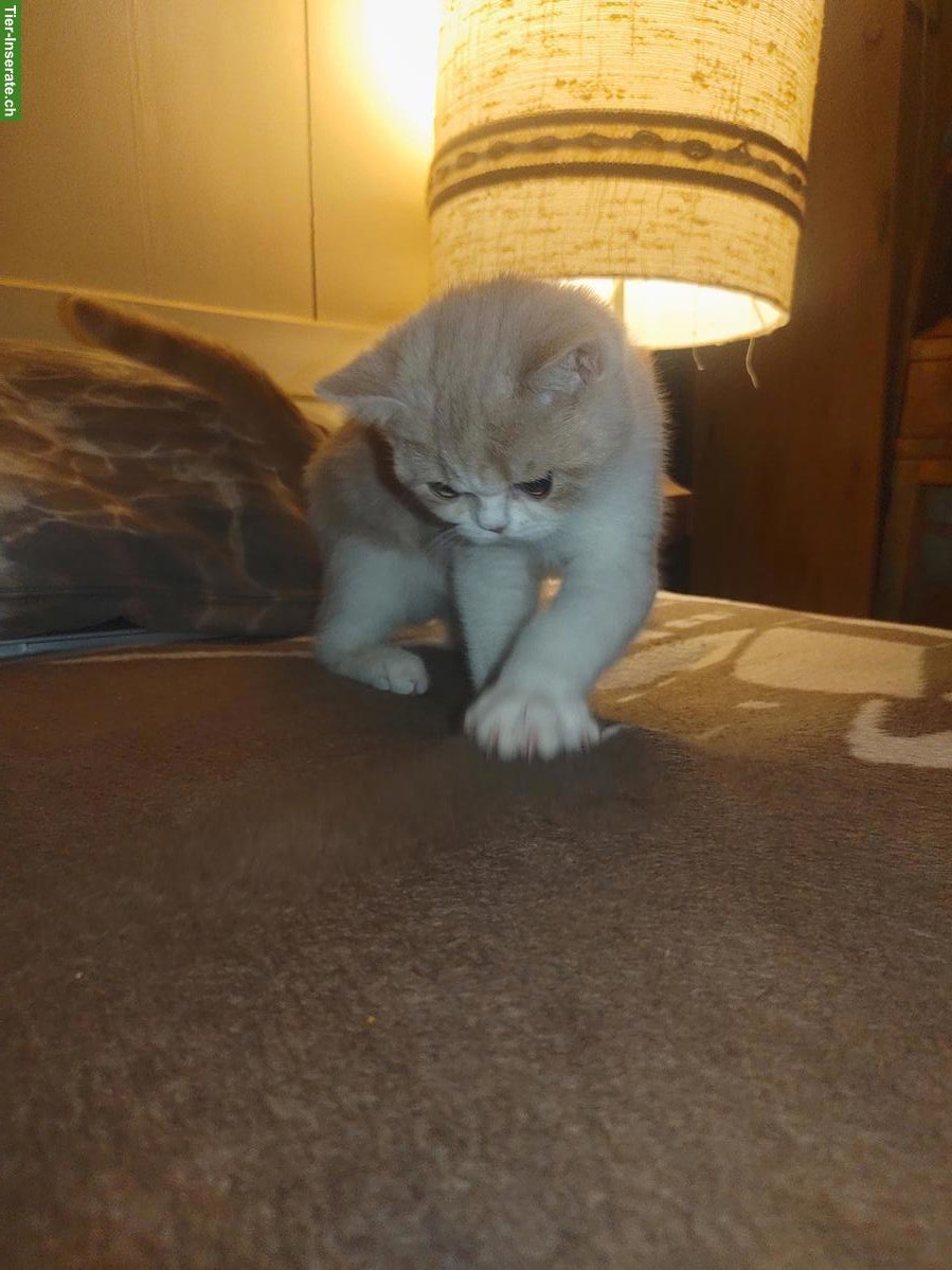 Bild 6: BKH Kitten, Kätzchen creme weiss vom Züchter mit Stammbaum