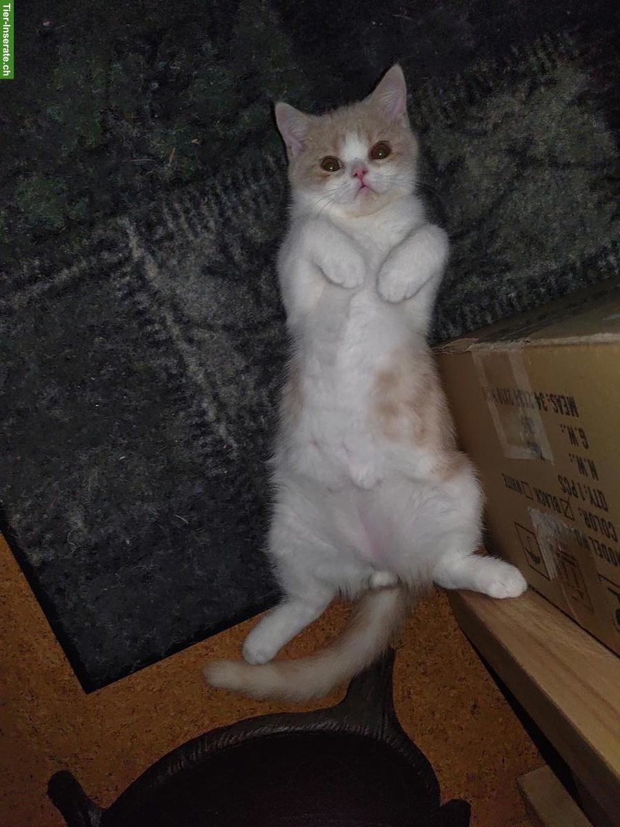 Bild 7: BKH Kitten, Kätzchen creme weiss vom Züchter mit Stammbaum