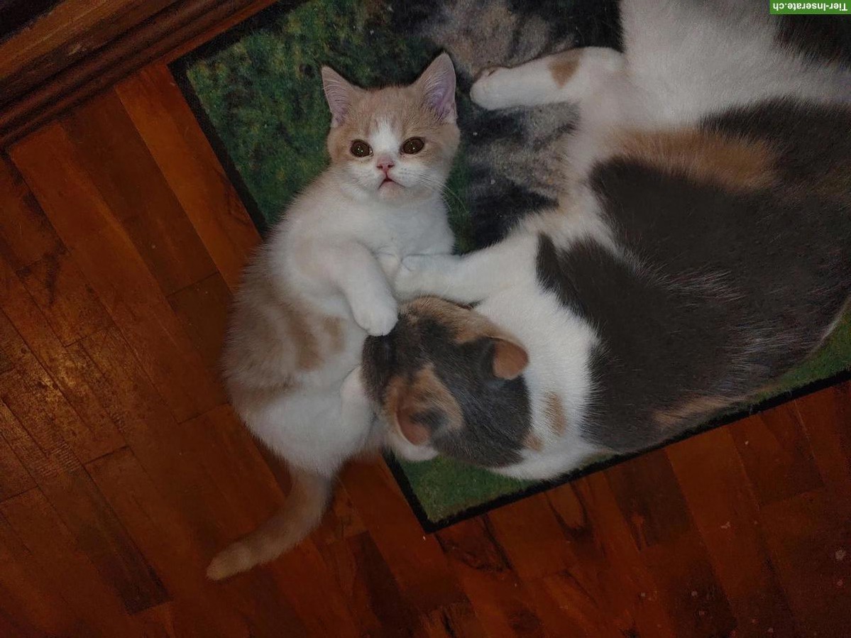 Bild 8: BKH Kitten, Kätzchen creme weiss vom Züchter mit Stammbaum