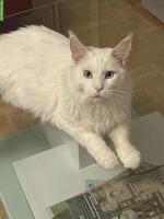 Weisser Maine Coon Kater, 1.5-jährig, sucht neues Zuhause