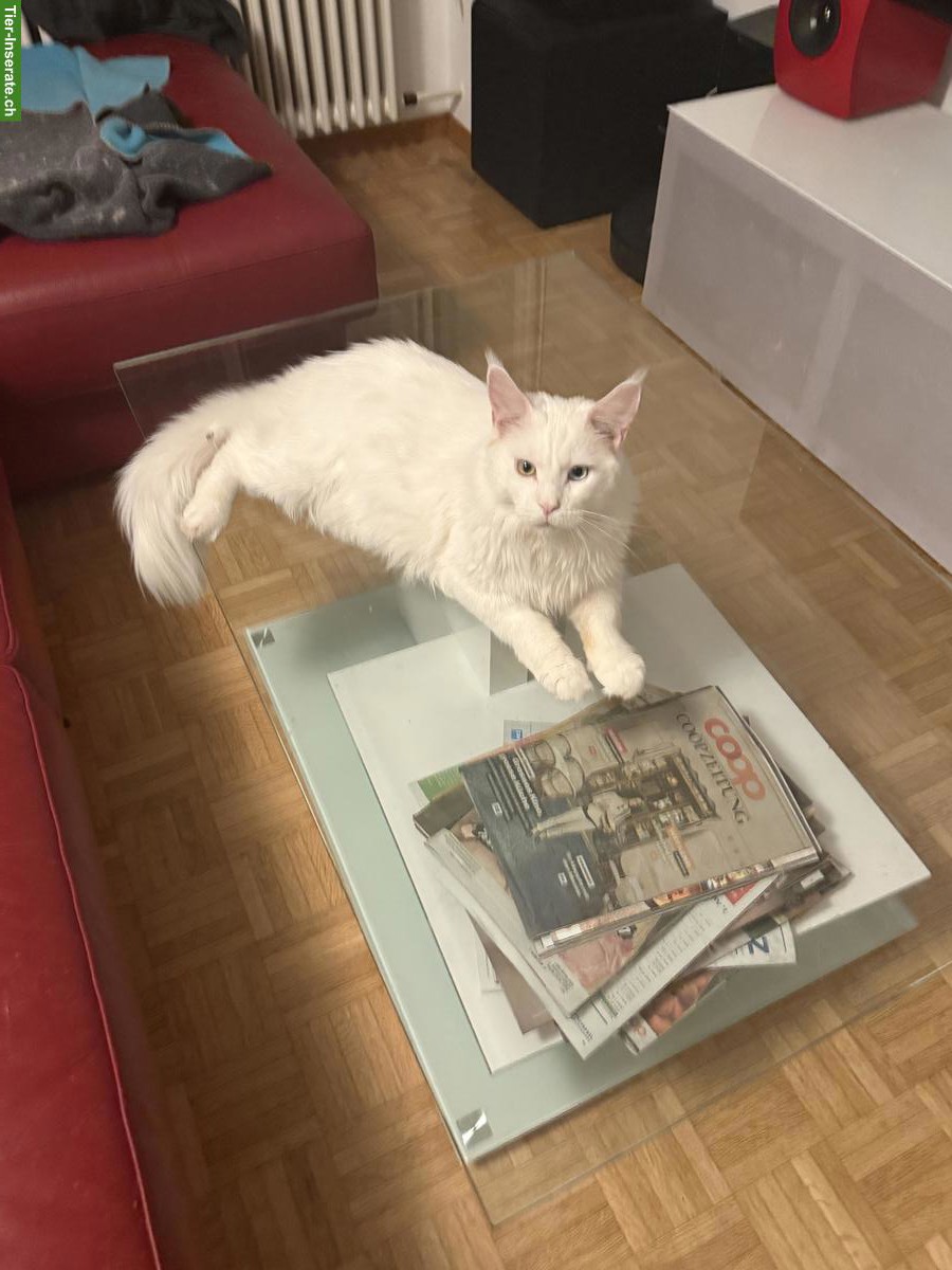 Bild 2: Weisser Maine Coon Kater, 1.5-jährig, sucht neues Zuhause