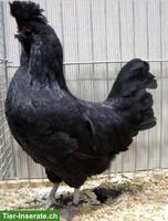 Polverara Hennen schwarz, Jg. 2025