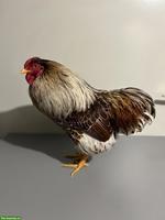 Junger Zwerg-Wyandotten Hahn, goldweiss-gesäumt, zahm