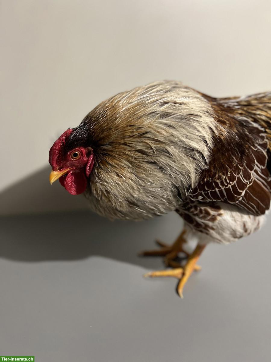 Bild 2: Junger Zwerg-Wyandotten Hahn, goldweiss-gesäumt, zahm