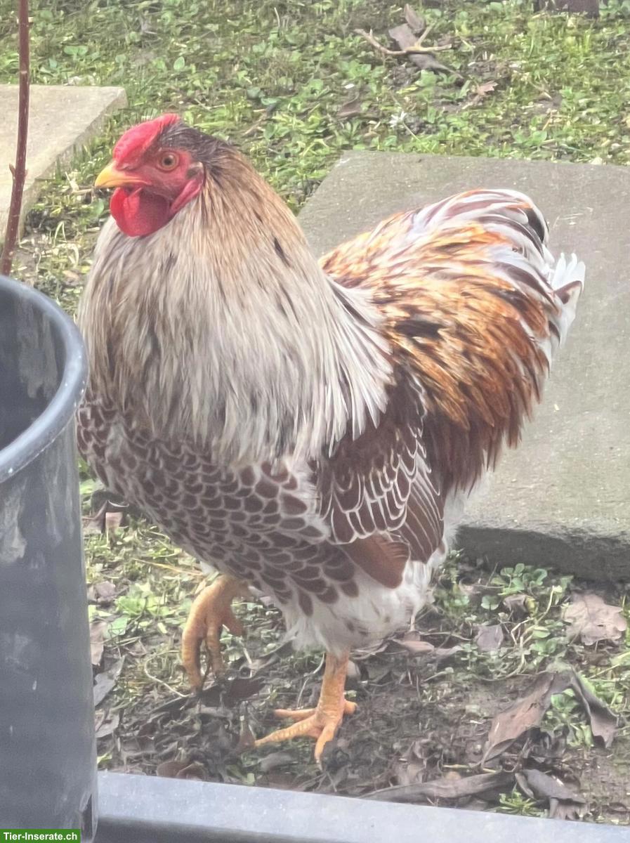 Bild 3: Junger Zwerg-Wyandotten Hahn, goldweiss-gesäumt, zahm