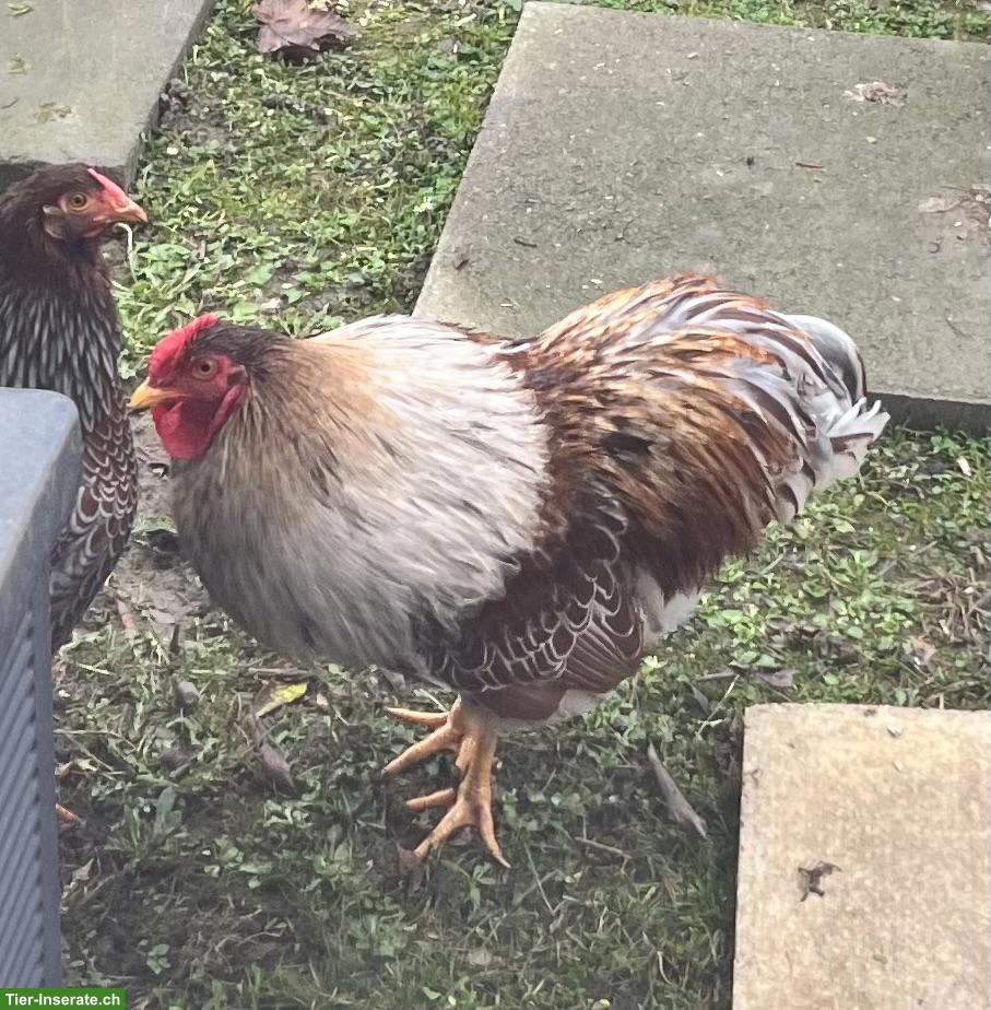 Bild 4: Junger Zwerg-Wyandotten Hahn, goldweiss-gesäumt, zahm