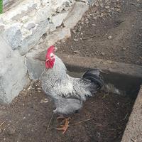 2 Schöne Güggel zu verschenken