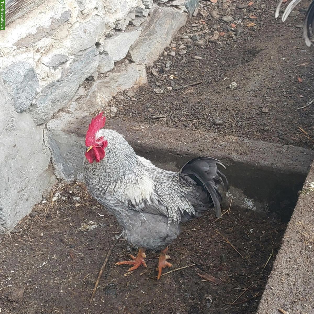 Bild 2: 2 Schöne Güggel zu verschenken