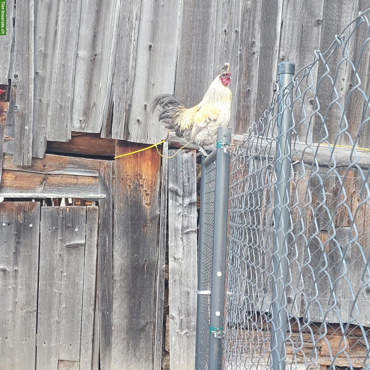 Bild 3: 2 Schöne Güggel zu verschenken