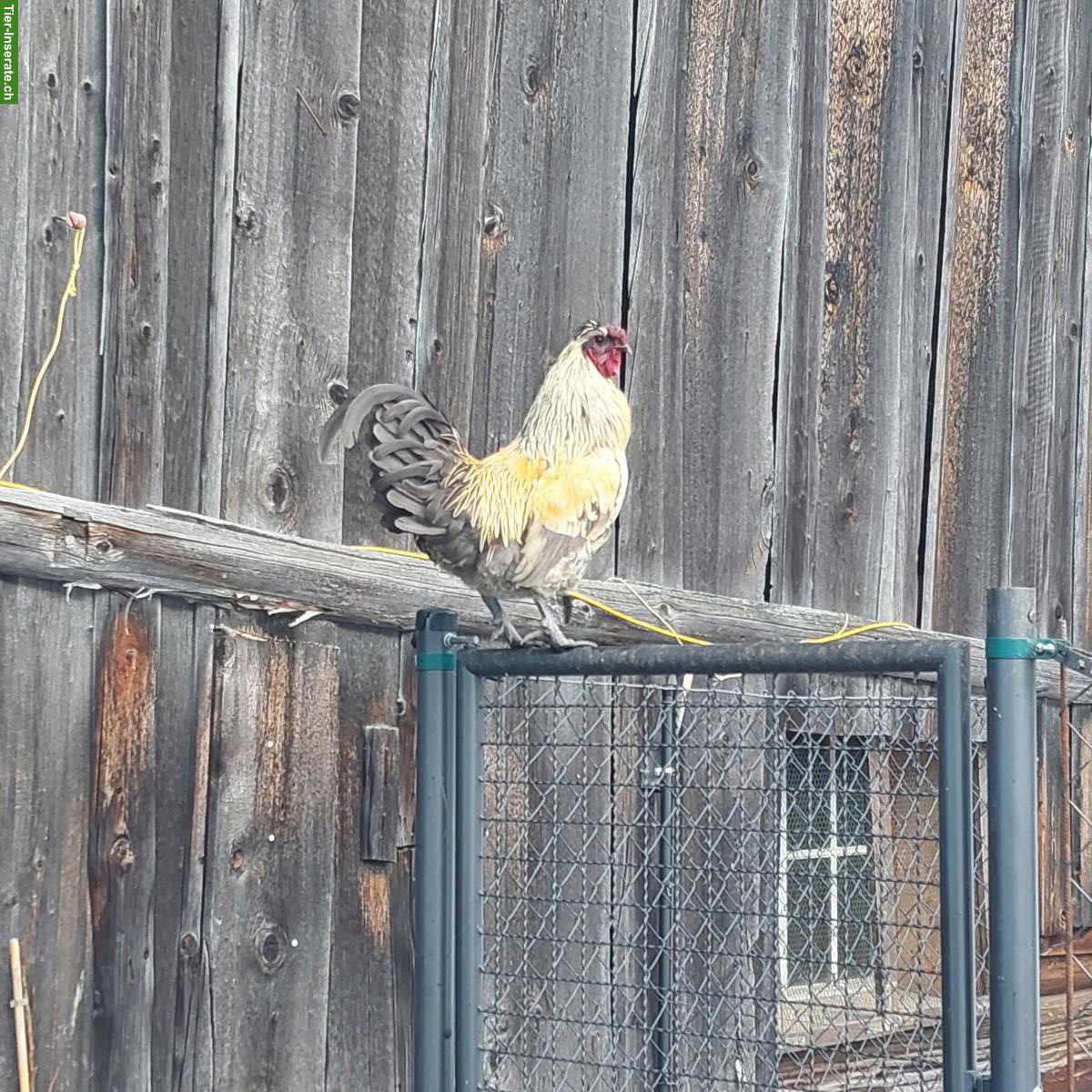 Bild 4: 2 Schöne Güggel zu verschenken