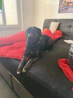 Cane Corso x Schäferhund Mischlingshündin