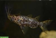 Rückenschwimmender Kongowels zu verkaufen