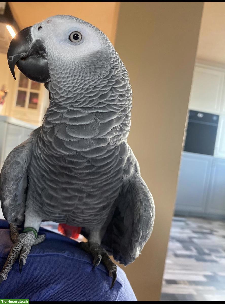Graupapagei aus CH-Zucht zu verkaufen