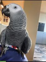 Graupapagei aus CH-Zucht zu verkaufen