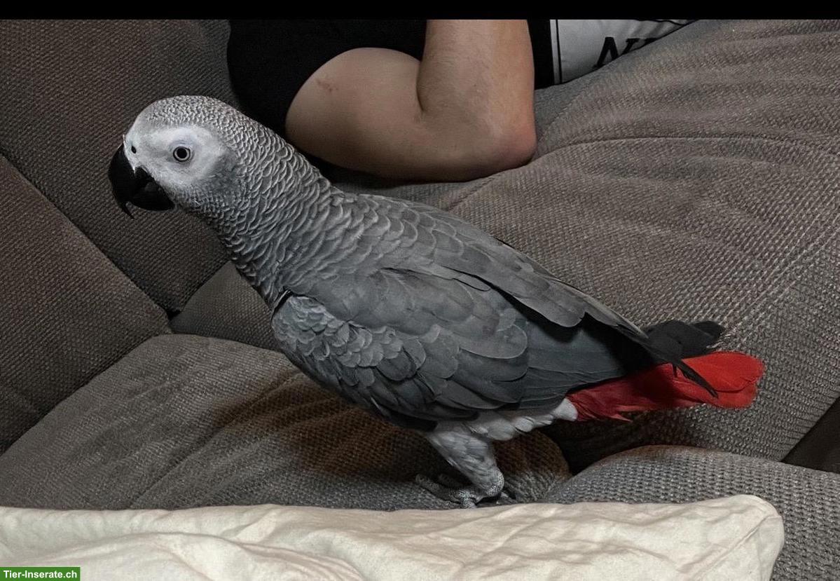 Bild 2: Graupapagei aus CH-Zucht zu verkaufen