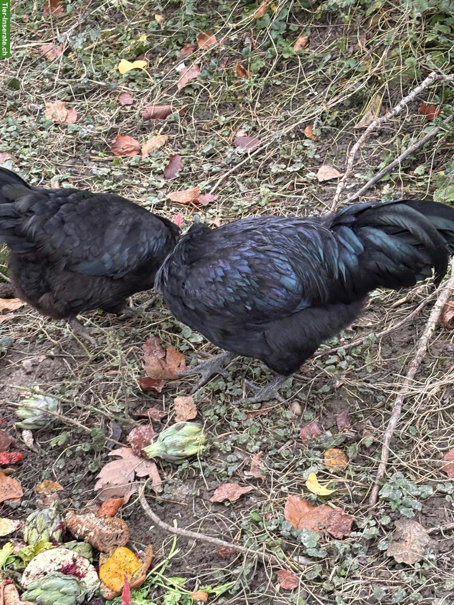 Ayam Cemani Hähne gratis abzugeben