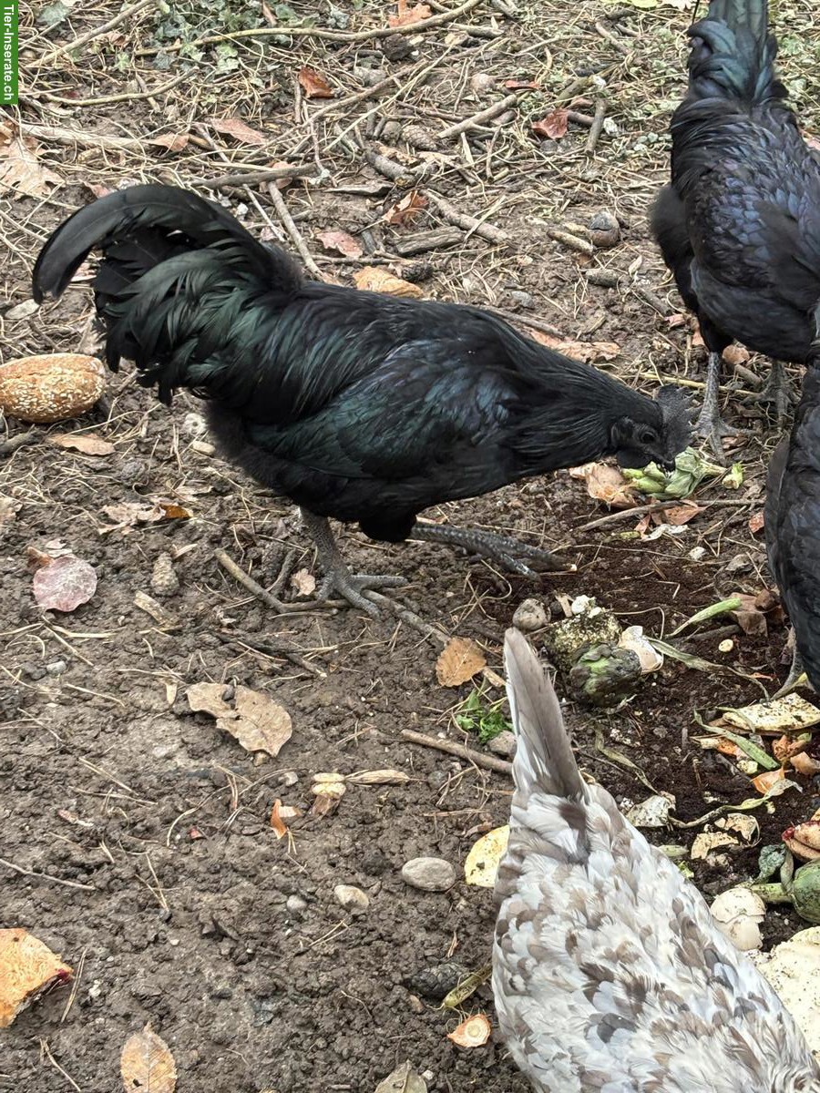 Bild 2: Ayam Cemani Hähne gratis abzugeben