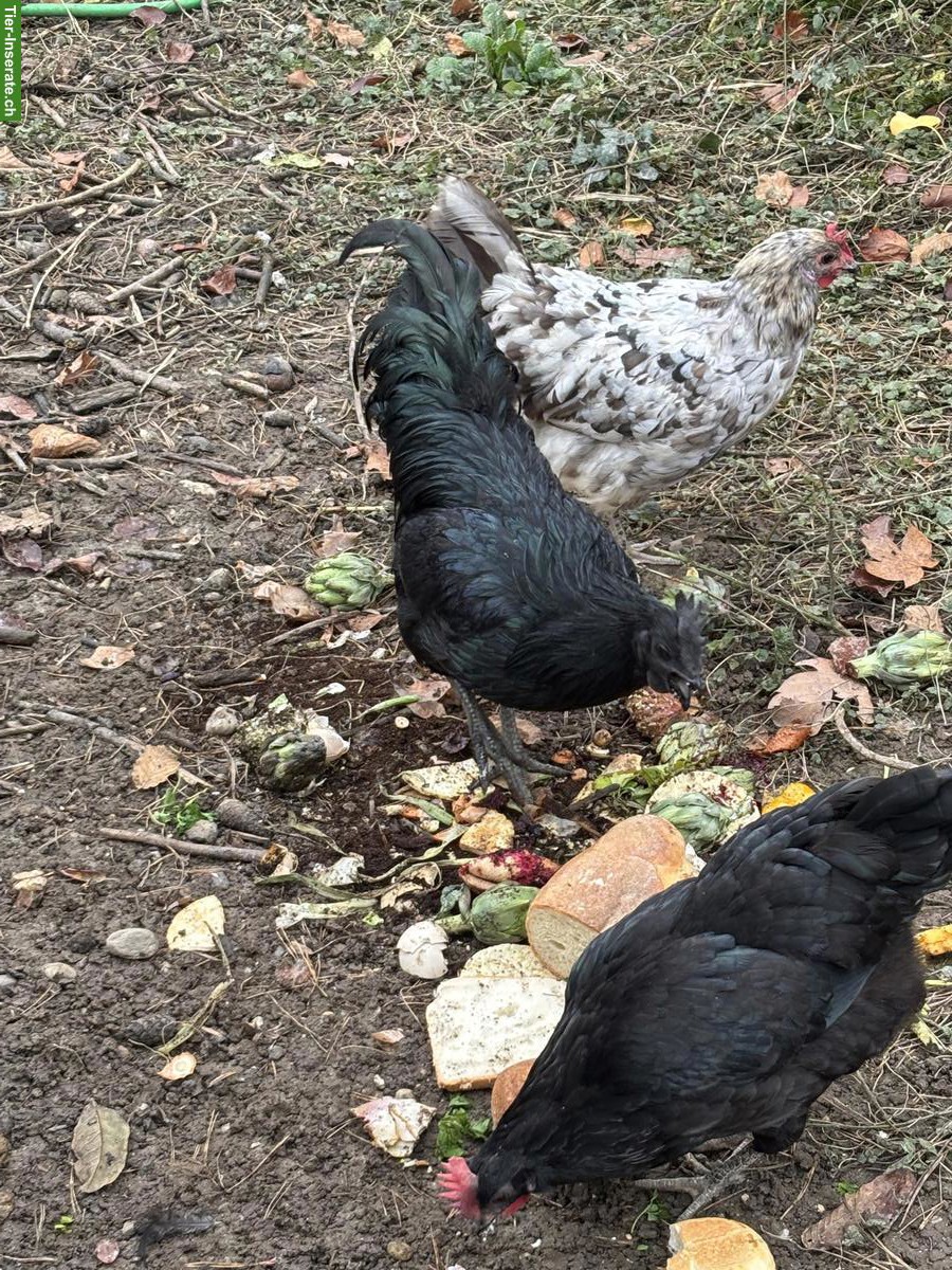 Bild 3: Ayam Cemani Hähne gratis abzugeben