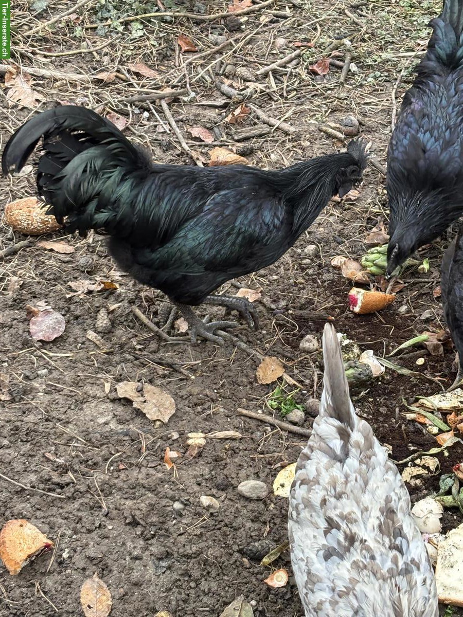 Bild 4: Ayam Cemani Hähne gratis abzugeben