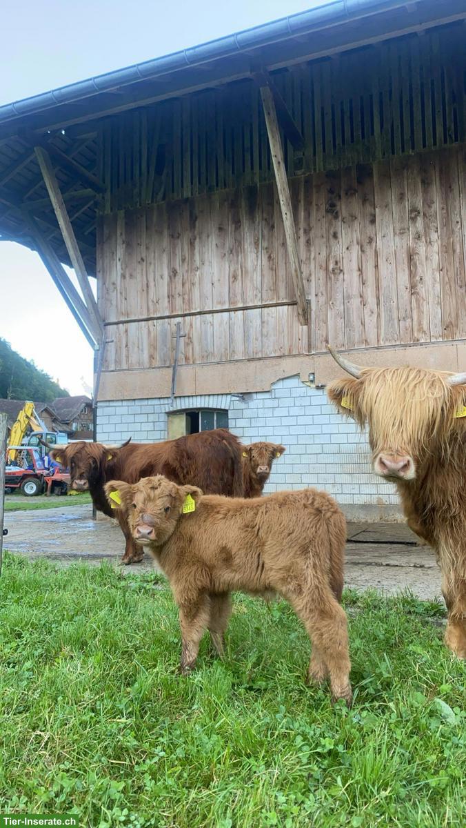 Schottische Hochlandrinder zu verkaufen