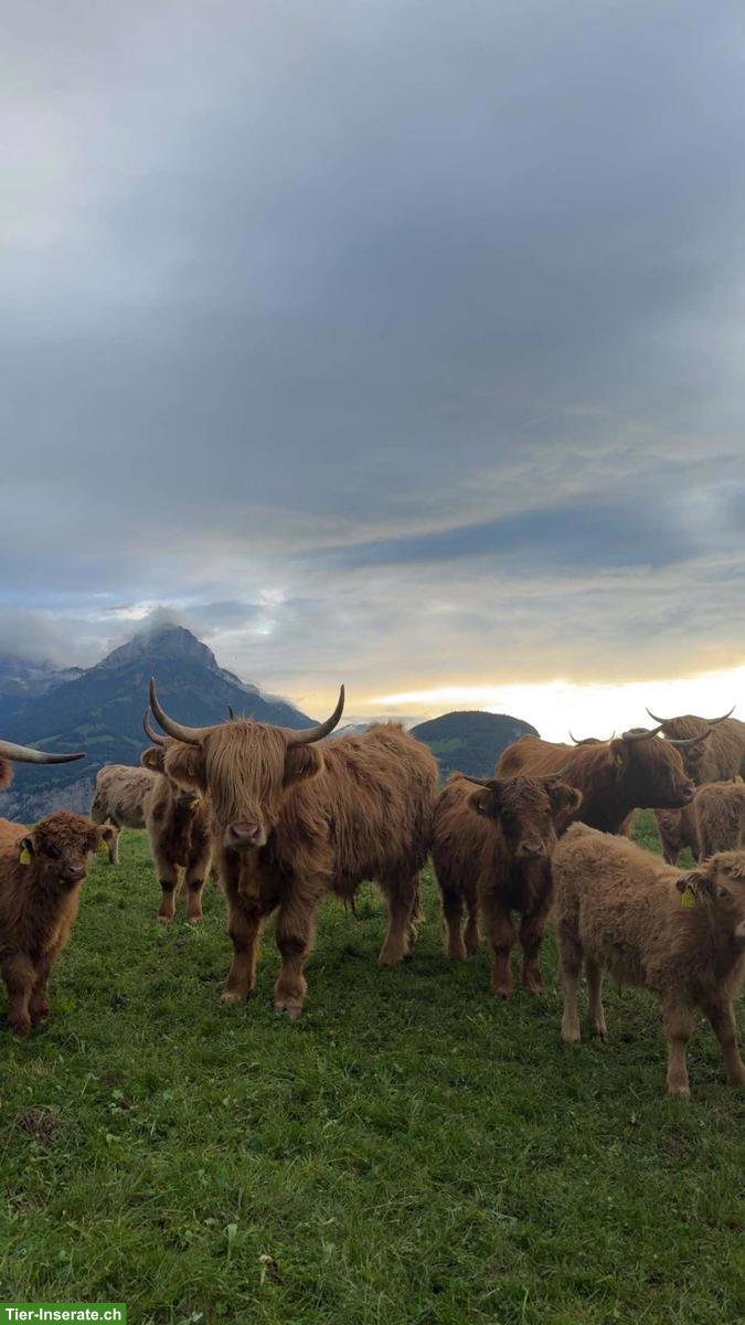 Bild 2: Schottische Hochlandrinder zu verkaufen