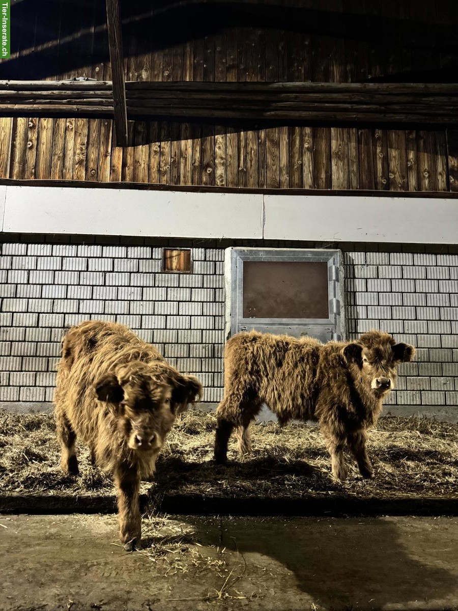 Bild 4: Schottische Hochlandrinder zu verkaufen