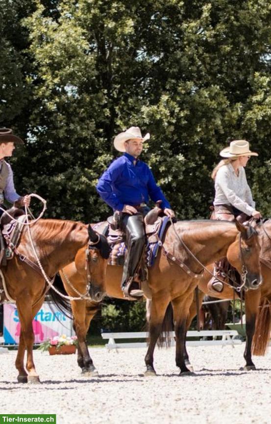 Bild 2: Sliding Rooster 2013 Quarter Horse Wallach