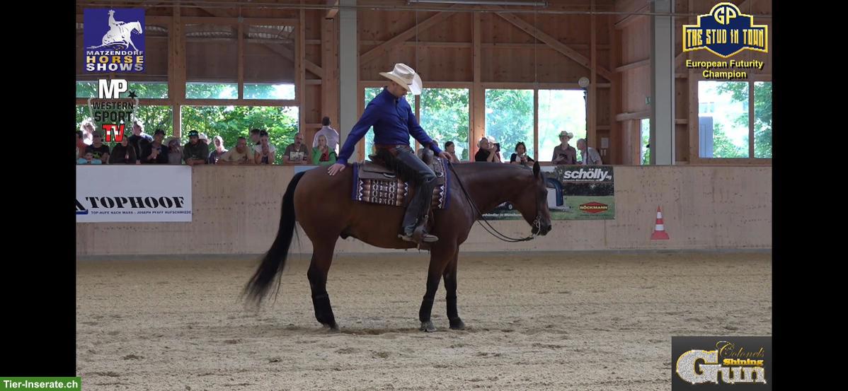 Bild 3: Sliding Rooster 2013 Quarter Horse Wallach