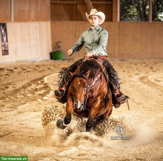 Bild 4: Sliding Rooster 2013 Quarter Horse Wallach