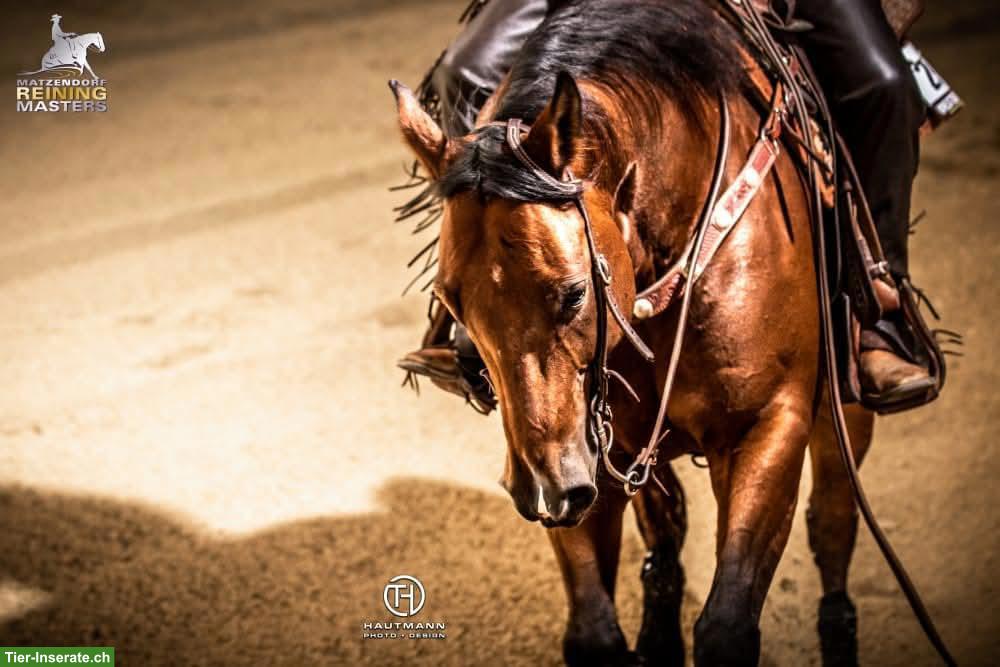 Bild 5: Sliding Rooster 2013 Quarter Horse Wallach