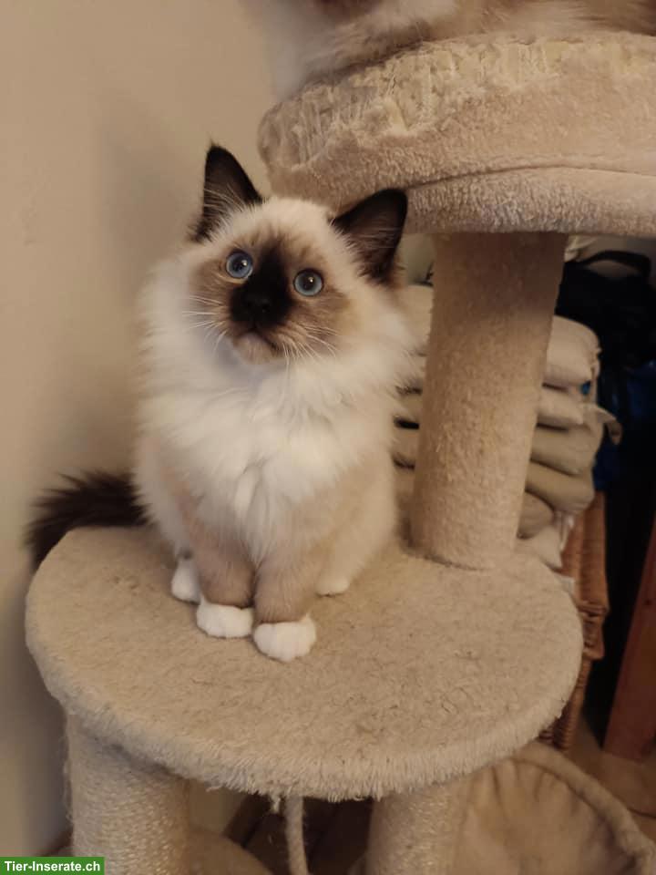 Toshi, ein sehr schöner Birma Kater, 4 Monate alt