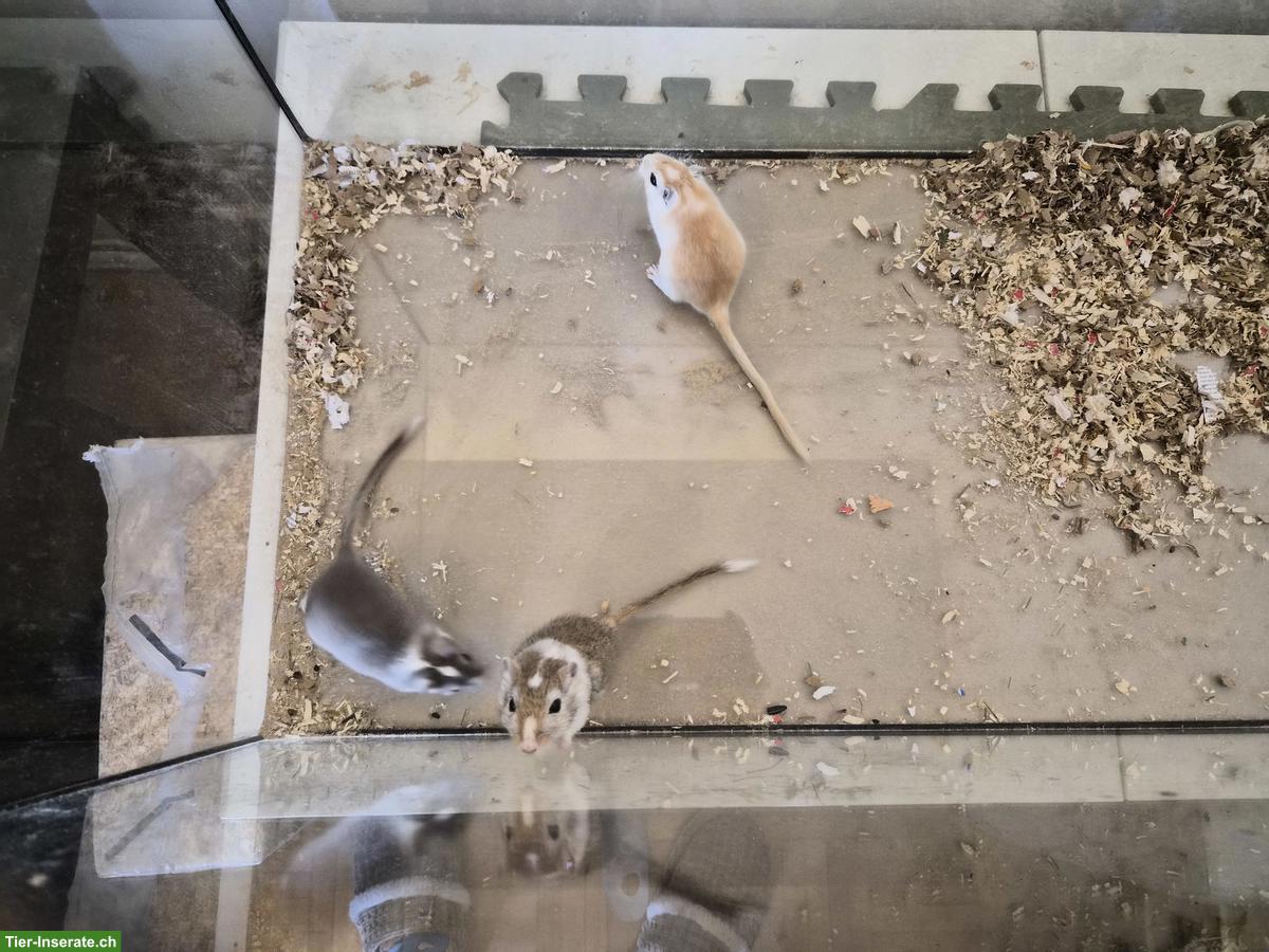 3er Mongolische Rennmäuse Gruppe, männlich