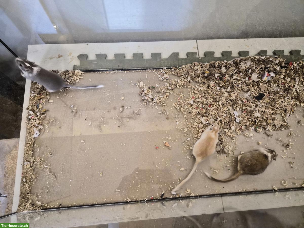 Bild 2: 3er Mongolische Rennmäuse Gruppe, männlich