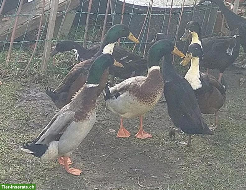 Laufenten-Erpel, naturfarben und braun