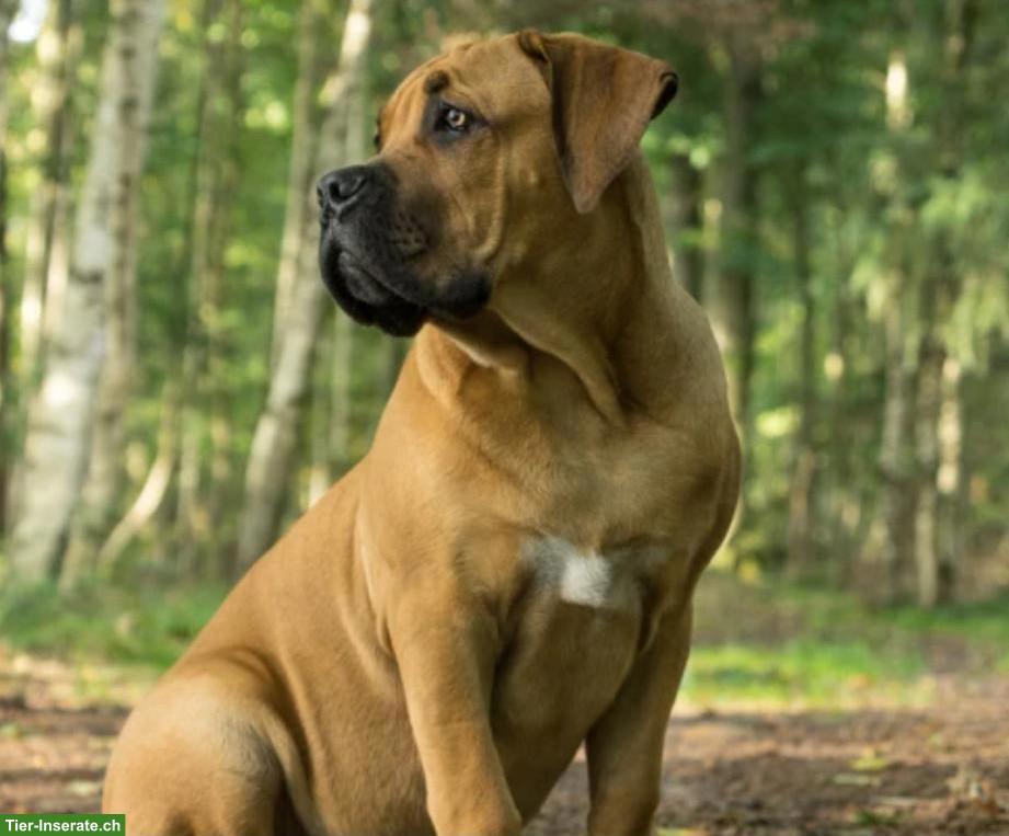 Schöner Molosse Deckrüde gesucht