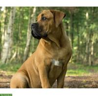 Schöner Molosse Deckrüde gesucht