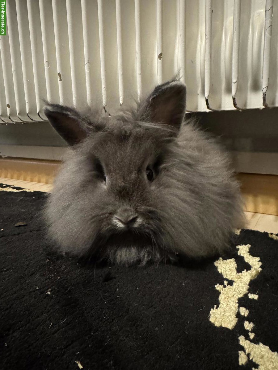 Junge Zwergkaninchen zu verkaufen