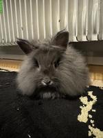 Junge Zwergkaninchen zu verkaufen