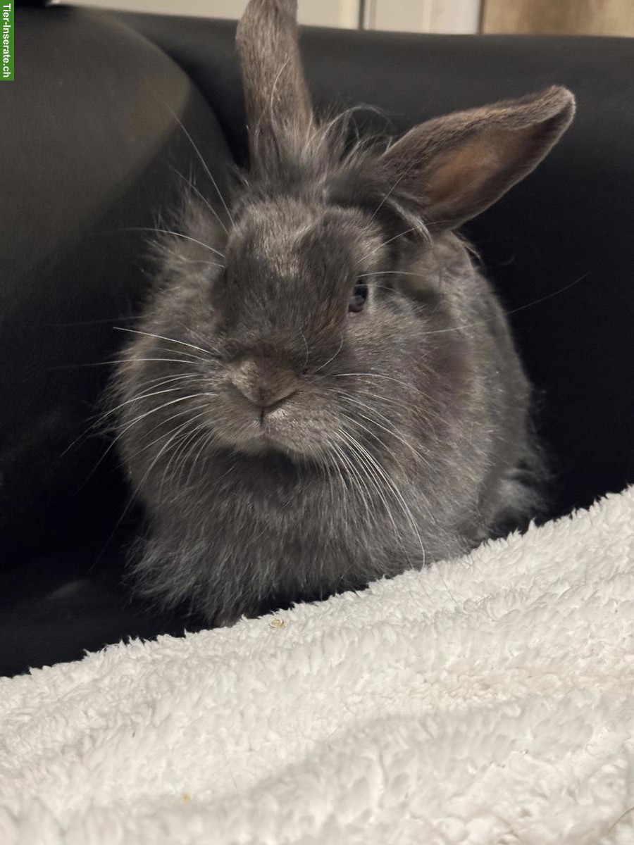 Bild 2: Junge Zwergkaninchen zu verkaufen