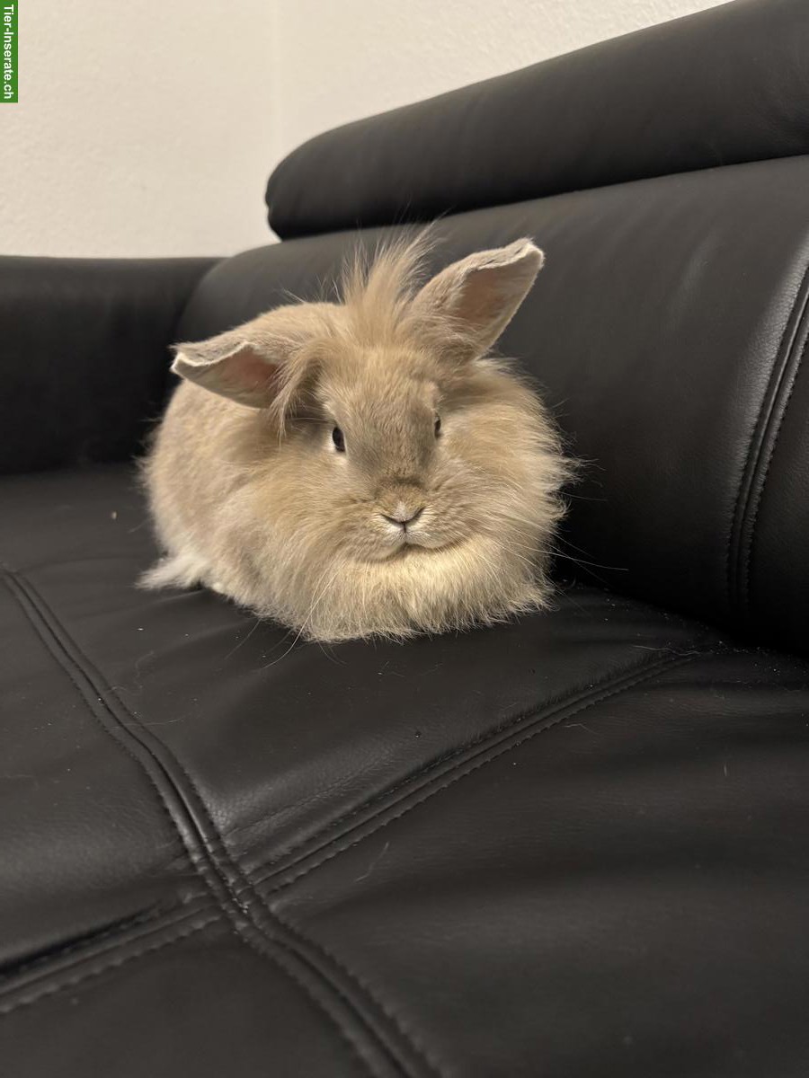 Bild 3: Junge Zwergkaninchen zu verkaufen