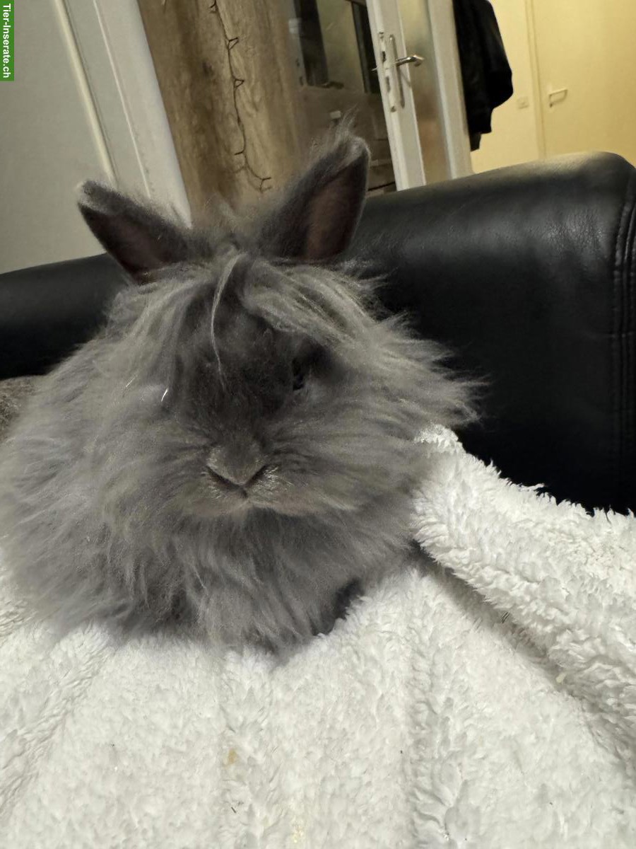 Bild 4: Junge Zwergkaninchen zu verkaufen