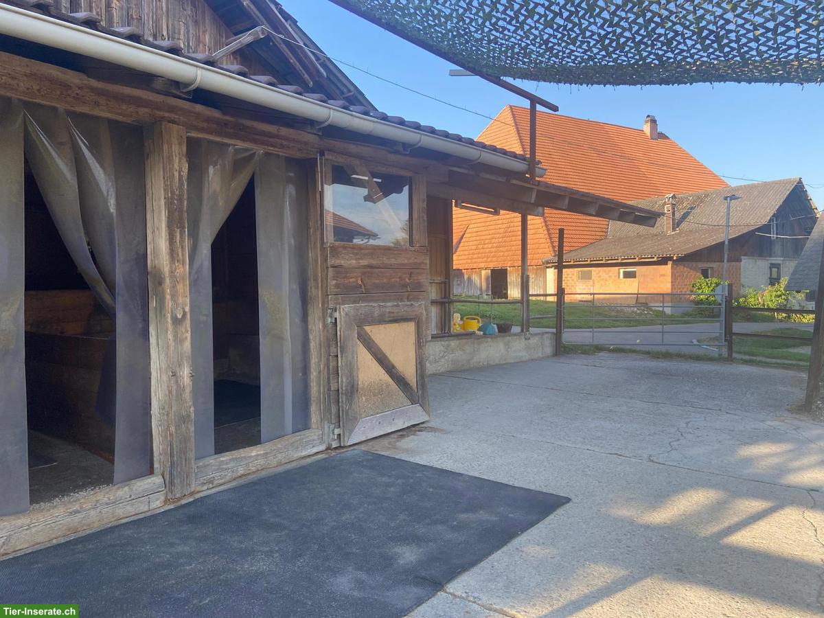 Bild 2: Offenstall Selbstversorger für 2 Pferde/Ponys, Büren zum Hof